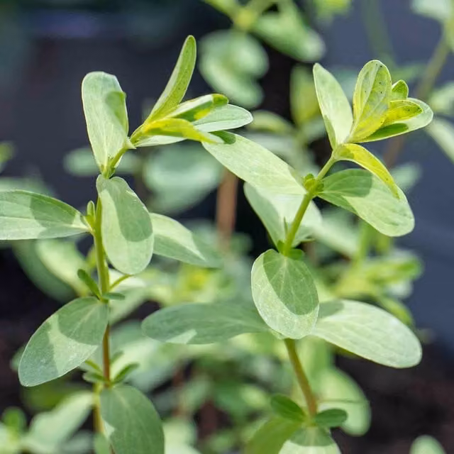 Marshalls Garden St John's Wort Hypericum perforatum Perennial Ornamental Plant, Green and Yellow