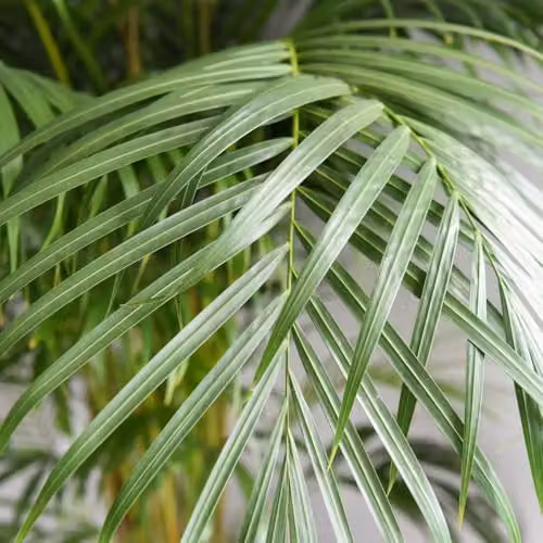 Thompson and Morgan 2 x Areca Dypsis Palm Indoor Plants in 9cm Pots – 4