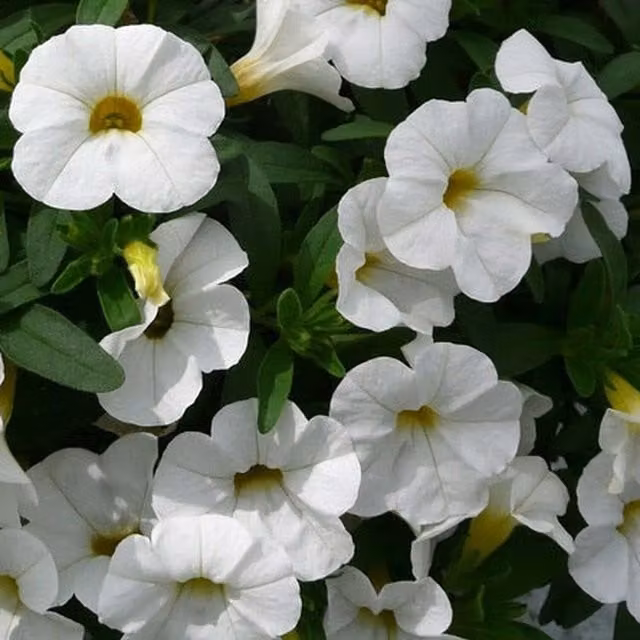 Plants By Post White Calibrachoa Bedding Plants, Pack of 3, 9cm Pots