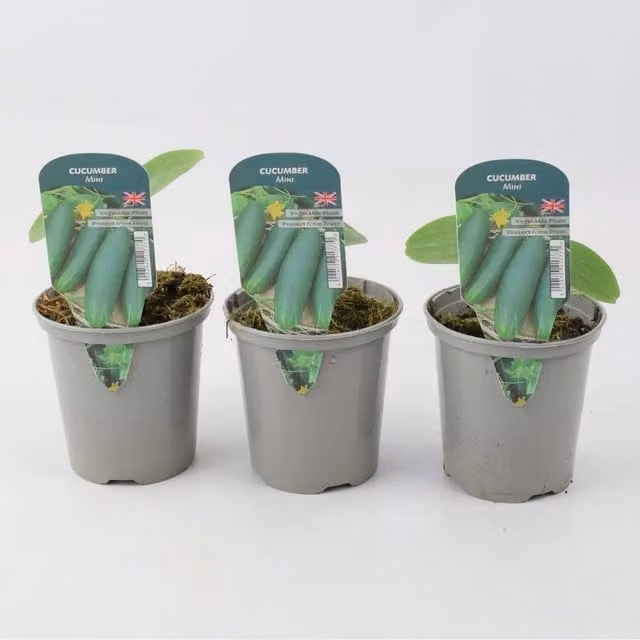Plants By Post Pack of 3 Green Mini Cucumber Plants