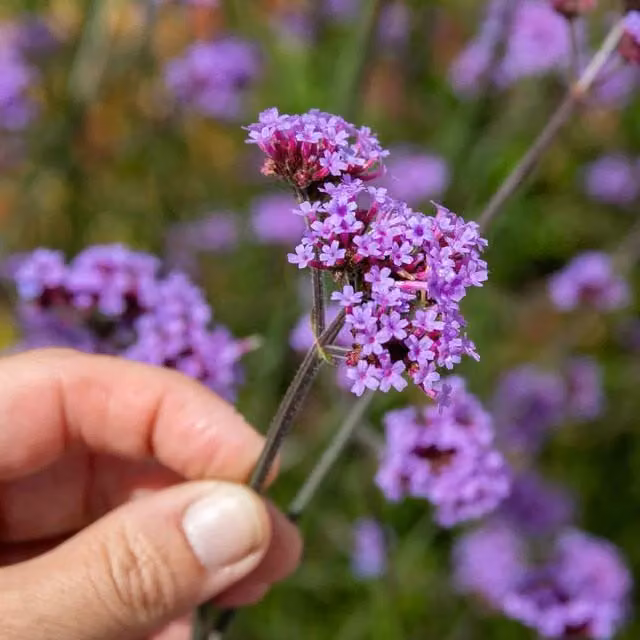 Marshalls Garden Verbena Buenos Aires Purple Perennial