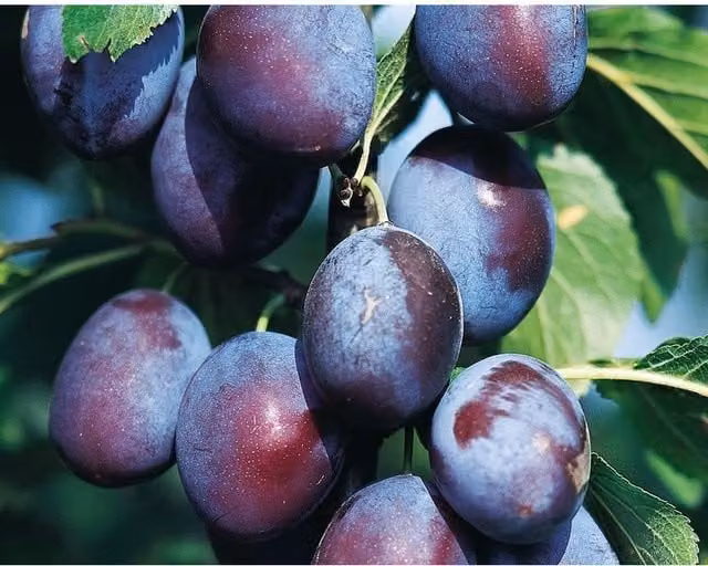 Direct Plants Reine Claude De Althan Dwarf Plum Fruit Tree in a 5 Litre Pot, Green and Purple