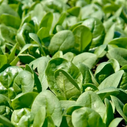 Thompson & Morgan Spinach Santa Cruz F1 Vegetable Seeds, Medium Dark Green, 400 Seeds