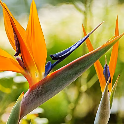 Thompson and Morgan Strelitzia Bird of Paradise Flowering Perennial Plant, 1 x 9cm Pot – 3
