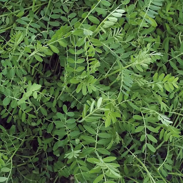 Marshalls Garden Snow Sweet Horizon Green Climbing Pea Seeds