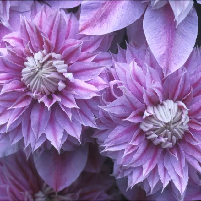 Plants By Post Clematis Josephine Climber, Soft Pink