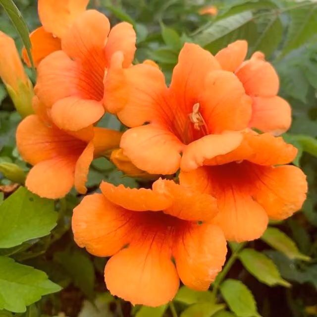 Plant Theory Campsis Indian Summer Chinese Trumpet Orange Flowering Climber Plant, Green
