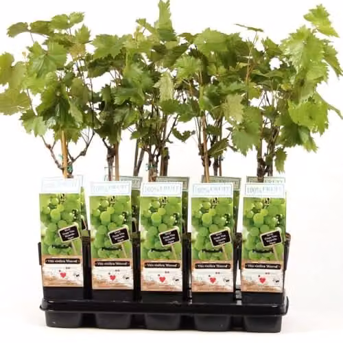 Thompson & Morgan Himrod Seedless Grape Vine, Sweet Green Fruit, 1x 15cm Potted Plant
