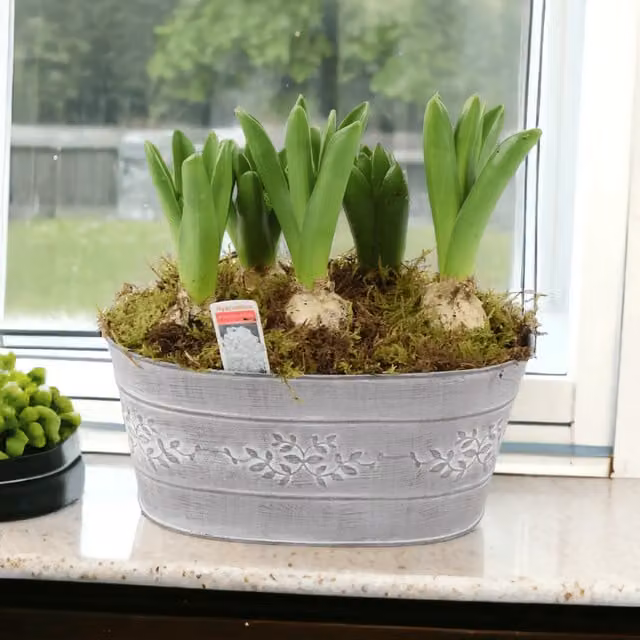 Plants By Post Mixed Pink Hyacinth Spring Bulbs in a Grey Rustic Metal Trough Planter