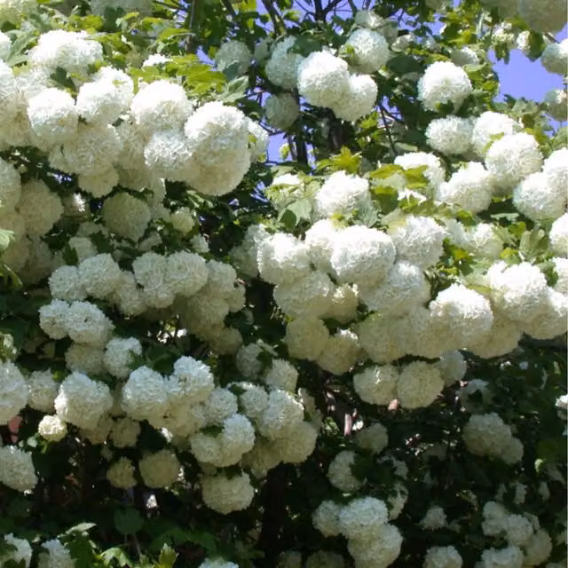Thompson & Morgan Viburnum Opulus Roseum Hardy Ornamental Shrub, White