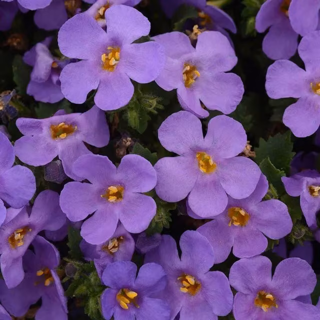 Set of 3 Plant Theory Blue Bacopa Bedding Plants (Chaenostoma Cordatum) in 9cm Pots, Purple