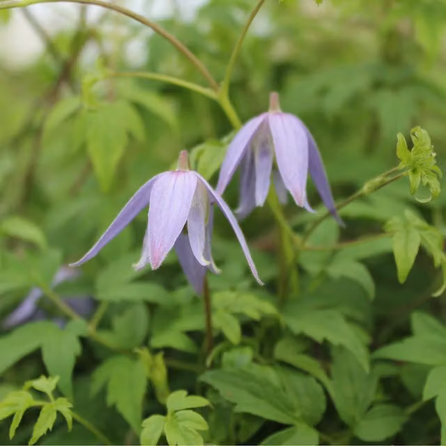 Plants By Post Clematis alpina Blue Dancer Blue Perennial Climber