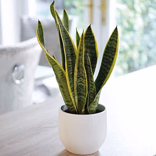 Thompson and Morgan Sansevieria Snake Plant Mother in Laws Tongue Indoor Evergreen House Plant, 1x 12cm Potted Plant – 7