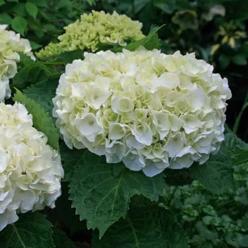 Thompson & Morgan Hydrangea macrophylla 'Wudu' White Ornamental Hardy Shrub, 1x 9cm Potted Plant – 3