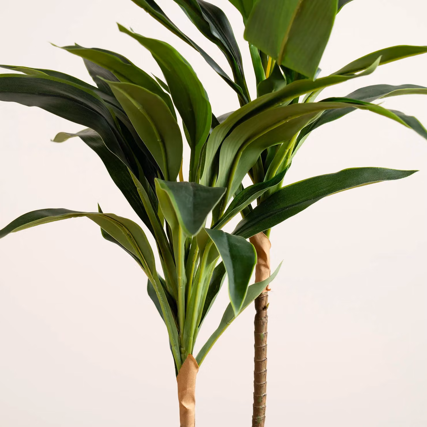 Scottish Everlastings Ltd 60cm Real Touch Green Dracaena Tabletop Tree – 2