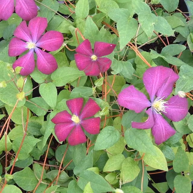 Plants By Post Magenta Clematis Voluceau Outdoor Climbing Plant