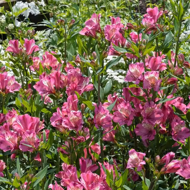 Marshalls Garden Alstroemeria Summer Saint Pink Flowering Perennial