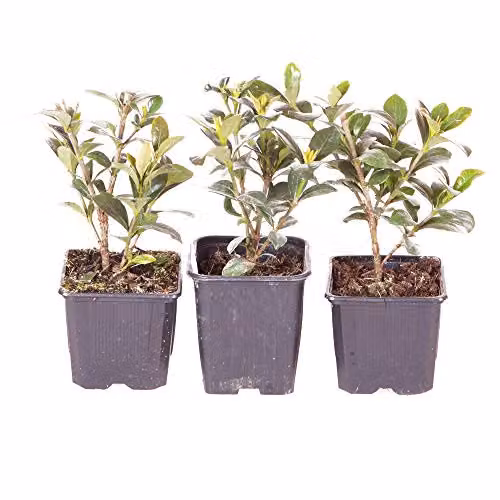 You Garden 3 x Winter Hardy Gardenia Kleim's Hardy Ornamental White Shrubs in 9cm Pots – 5