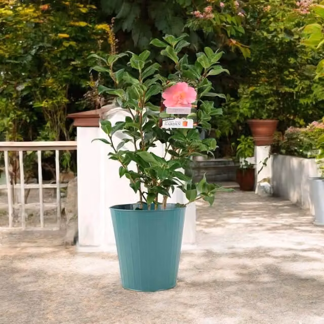 Plants by Post Camellia Japonica Pink Ornamental Winter Flowering Evergreen Shrub in 3L Pot