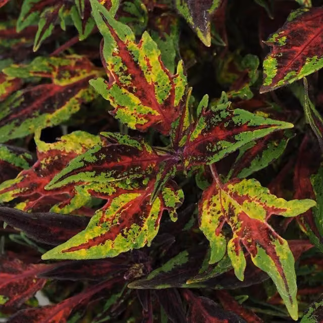 Plant Theory Set of 3 Chilli Pepper Coleus Scutellarioides Bedding Plants in 9cm Pots, Green and Multicolour