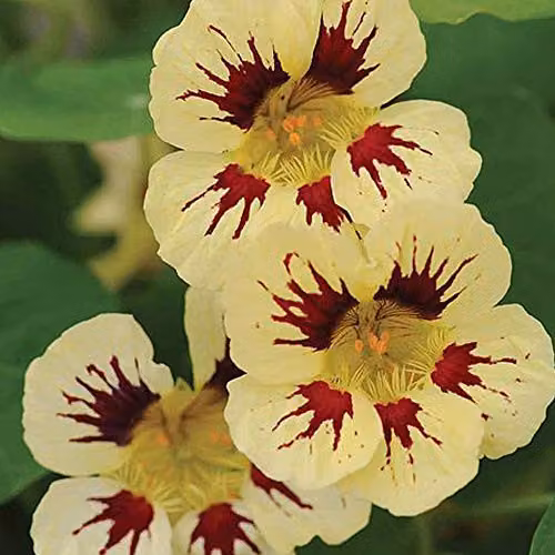 Thompson and Morgan Chameleon Nasturtium Seeds, Multicolour Summer Flowering Annuals, 20 Seeds – 3