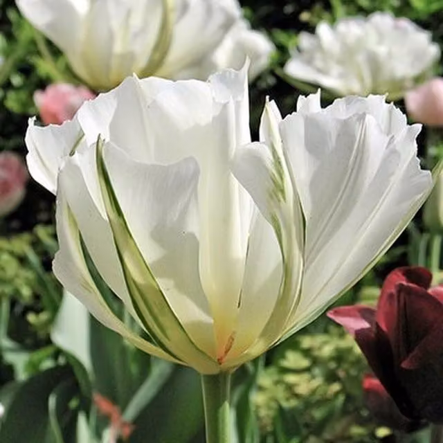 Plants By Post Pack of 15 White and Yellow Tulipa Emperor Bulbs