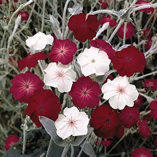 Thompson and Morgan Lychnis coronaria Dancing Ladies Rose Campion Hardy Perennial Flower Seeds, 60 Seeds