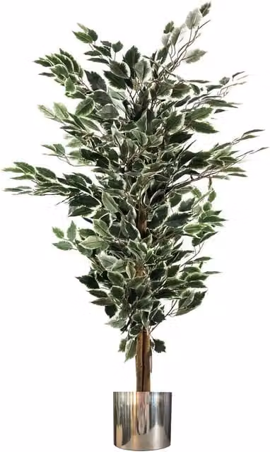 Leaf 130cm Artificial Variegated White and Green Ficus Tree with Silver Planter in Green – 1
