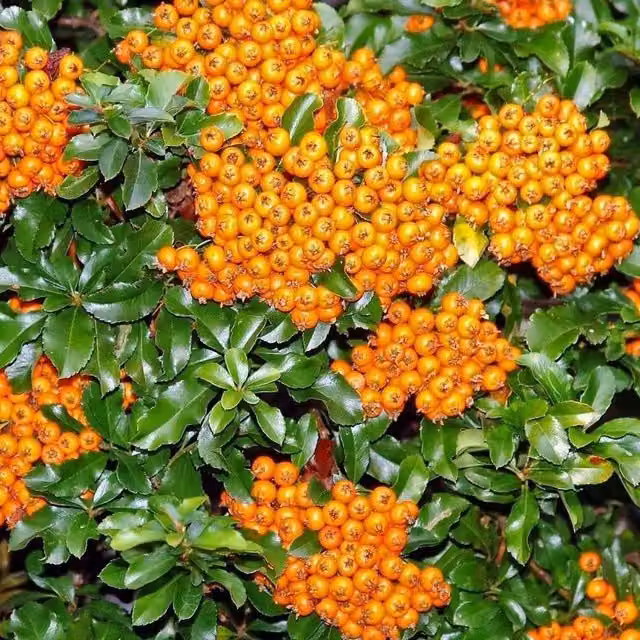Direct Plants Pyracantha Teton Evergreen Garden Shrub with Orange, White and Gold Berries