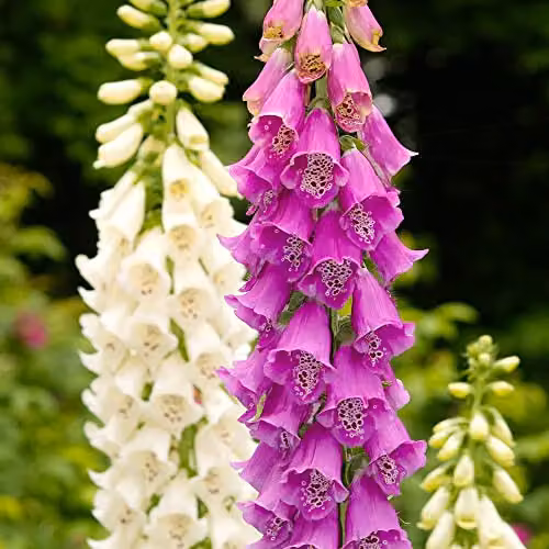 Thompson & Morgan Foxglove Digitalis purpurea Excelsior Hybrids Mixed Colour Garden Ready Plants, 30 Pack – 1