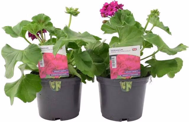 Plants By Post Geranium Zonal Calliope Violet Bedding Plants, 2 x 1L Pots