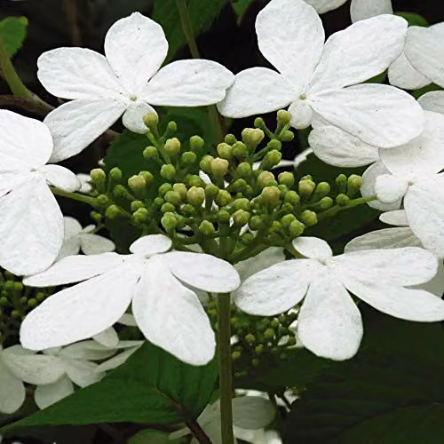 Thompson and Morgan Viburnum Plicatum Kilimanjaro Japanese Snowball Plant with White Blooms, 3 Litre Pot – 5