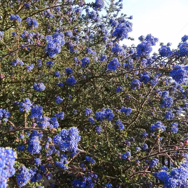 Direct Plants Ceanothus Dentatus Ornamental Blue Shrub in a 5 Litre Pot