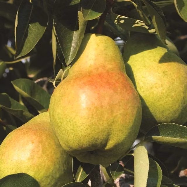 Direct Plants Pyrus Concord Pear Dwarf Patio Fruit Tree, Green