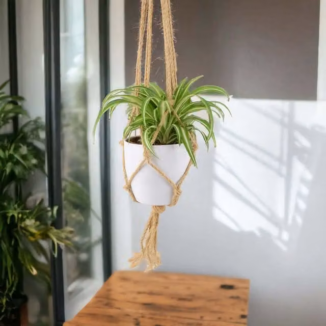 Plants by Post Chlorophytum Spider Plant in 12cm Pot, Green and White Striped Indoor Houseplant
