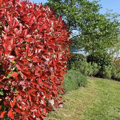 YouGarden Photinia Shrub Little Red Robin, 2L Pot – 1