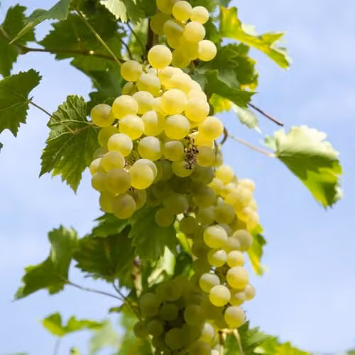 Thompson & Morgan Bianca Grape Vine Vitis, 3 x 15cm Potted Plants