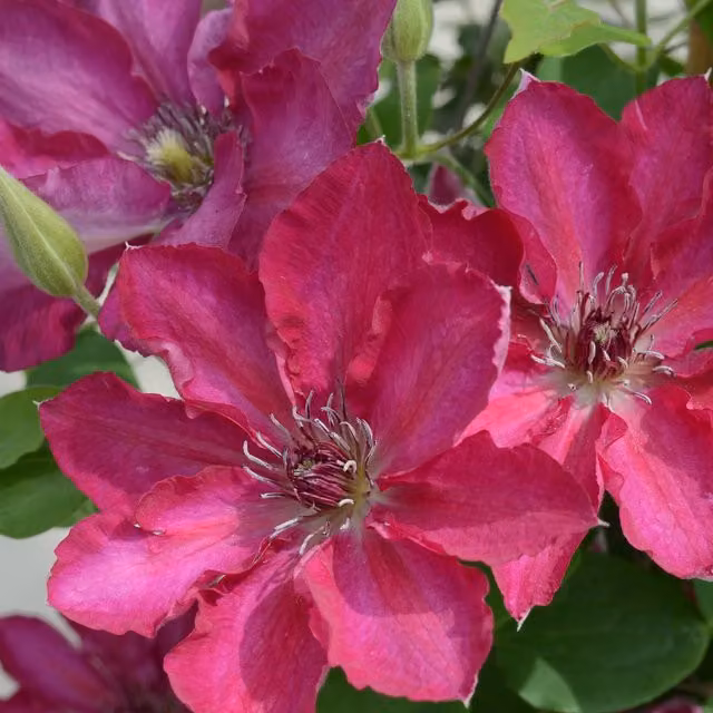 Plants By Post Clematis Tekla Soft Pink Perennial Outdoor Climber