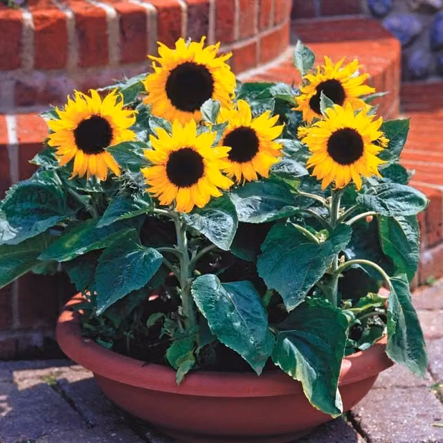 Unwins Junior Green Sunflower Seeds for Ornamental Gardens