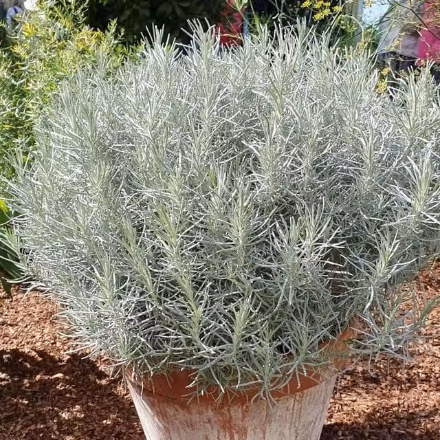 Helichrysum Italicum Curry Plant in a 9cm Pot, Green and Silver Ornamental Herb Garden Plant