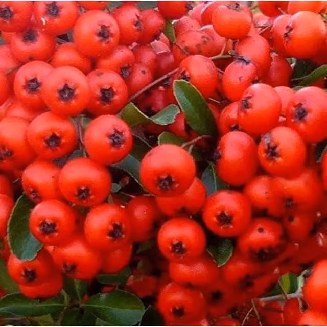 Direct Plants Pyracantha Red Column Climbing Shrub Plant in 3L Pot