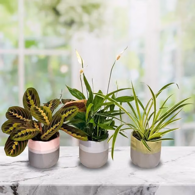 All Occasions Air Purifying Indoor Plant Mix of 3 Green House Plants including Peace Lily, Spider Plant and Prayer Plant in 12 cm Pots