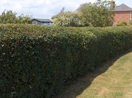 F&G Supplies Hawthorn Hedging Plants, Crataegus Monogyna Bare Root Trees, 10 Pack, Height: 120-150 cm – 2