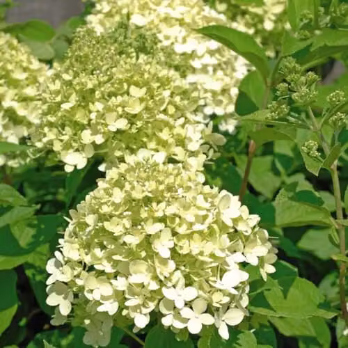 Thompson & Morgan Hydrangea paniculata Limelight Ornamental Shrub, Multicolour, 3 x 3.6 Litre Potted Plants – 4