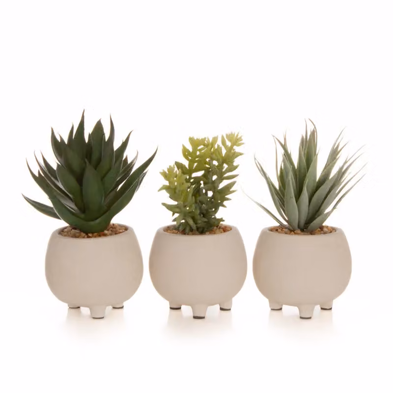 Scottish Everlastings Ltd Set of 3 Green Succulents in Round Concrete Pots – 2