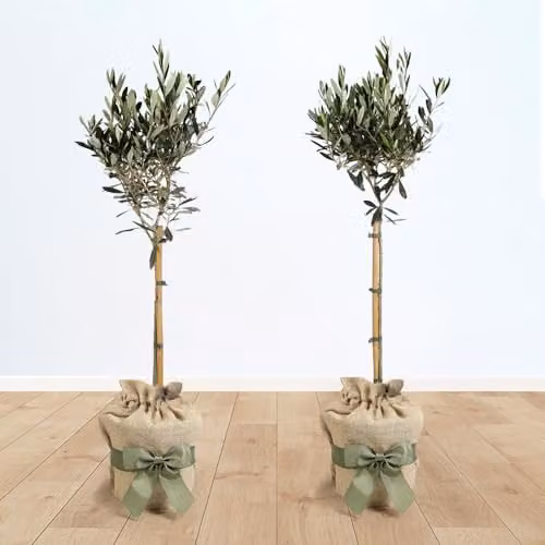 YouGarden Pair of Hardy Ornamental Olive Tree Standards, 80-90cm Tall – 1