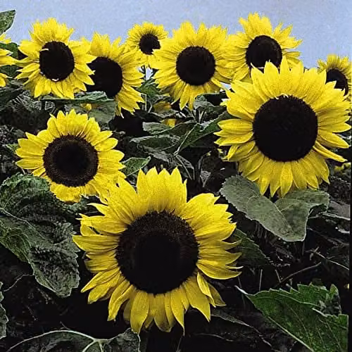 Thompson and Morgan Dwarf Sunflower Helianthus annuus Elite Sun F1 Hybrid Yellow Flower Seeds, 1 Packet (Approx. 20 Seeds)