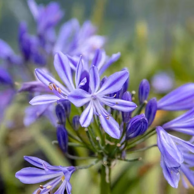 Marshalls Garden Agapanthus Charlotte Blue Flowering Compact Perennial Plant