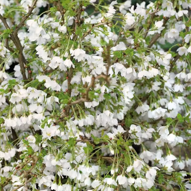 Marshalls Prunus incisa Kojo-no-mai Ornamental Cherry Tree with Pink, White, Orange and Red Flowers