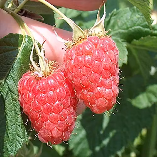 Thompson and Morgan Raspberry Canes Malling Minerva Early Summer Fruiting Rubus idaeus Red Fruit Plants, 12x Bare Root Canes